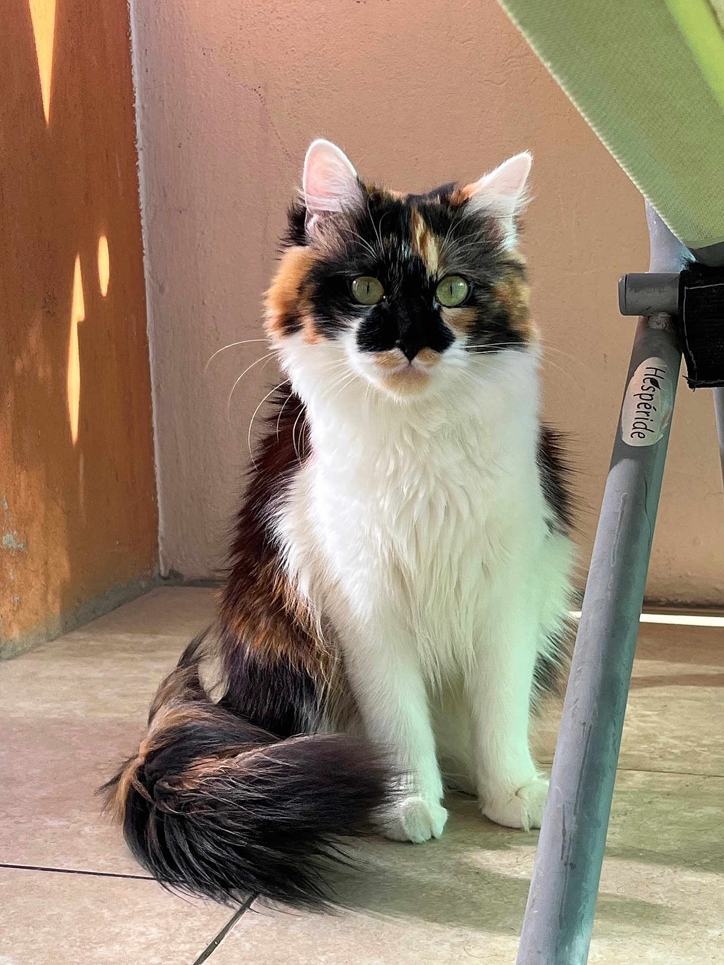 Laïya a rejoint le concours — aidez-le/la à gagner de superbes lots ! cat, calico_cat, longhair, green_eyes, fluffy_tail, whiskers, ears, paws, sitting, portrait, indoor, porch, tile_floor, sunlight, shadow, wall, chair_leg, sticker, curious, pet