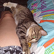 Yeti joined the competition — help win amazing prizes! cat, tabby_cat, pet, indoor, bed, blanket, person, leg, stretching, furniture, fan, colorful, pattern, sleepy, cozy, resting, animal, domestic, paw, relaxation