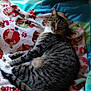 Yeti is registered to the contest to win money with this photo: cat, tabby_cat, blanket, patterned_blanket, indoor, window, curtain, purple_curtain, bed, resting, sleepy, feline, striped_fur, paw, cozy, domestic_cat, animal, pet, relaxed, natural_light