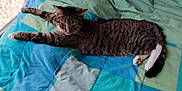 Yeti joined the competition — help win amazing prizes! cat, tabby, bed, quilt, blanket, striped, white_paws, pet, indoor, relaxed, animal, feline, resting, fur, whiskers, stretching, cozy, soft, comfort, sleepy