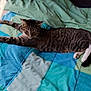 animal, bed, blanket, cat, comfort, cozy, feline, fur, indoor, pet, quilt, relaxed, resting, sleepy, soft, stretching, striped, tabby, whiskers, white_paws