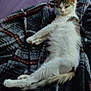 cat, feline, pet, indoor, blanket, bed, purple, plaid, relaxed, sleepy, fur, animal, cozy, white, gray, striped, resting, laying, paw, tail
