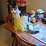 cat, chair, curious, domestic, feline, food_container, fur, household_items, indoor, kitchen, mammal, pen_jar, pepper_shaker, pet, plastic_bag, salt_shaker, table, table_mat, tea_boxes, wooden_furniture