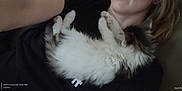 Ace is registered to the contest to win money with this photo: animal, black_shirt, cat, close_up, companion, cozy, cuddle, cute, fluffy, fur, human, indoor, kitten, lying_down, nap, person, pet, relaxing, resting, sleeping