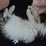 animal, black_shirt, cat, close_up, companion, cozy, cuddle, cute, fluffy, fur, human, indoor, kitten, lying_down, nap, person, pet, relaxing, resting, sleeping