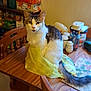 cat, chair, cozy, domestic, feline, food_container, fur, household, indoor, jar, kitchen, pen_holder, pet, sitting, table, tail, whiskers, window, wooden_table, yellow_cloth