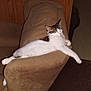 cat, couch, armrest, relaxed, indoor, furniture, white, brown, stretching, sleepy, pet, cozy, living_room, wooden_wall, carpet, floor, animal, domestic, resting, comfortable