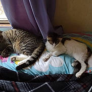 Ace joined the competition — help win amazing prizes! animal, bed, blanket, cat, cozy, curtain, feline, glasses, indoor, pet, pillow, rainbow, relaxing, resting, sleeping, soft_light, stars, tabby_cat, white_cat, window