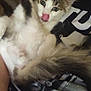 cat, animal, pet, tongue_out, fluffy, lying_down, white_fur, gray_fur, playful, relaxed, close_up, indoor, human_hand, tshirt, text, casual, candid, soft_lighting, cute, fur