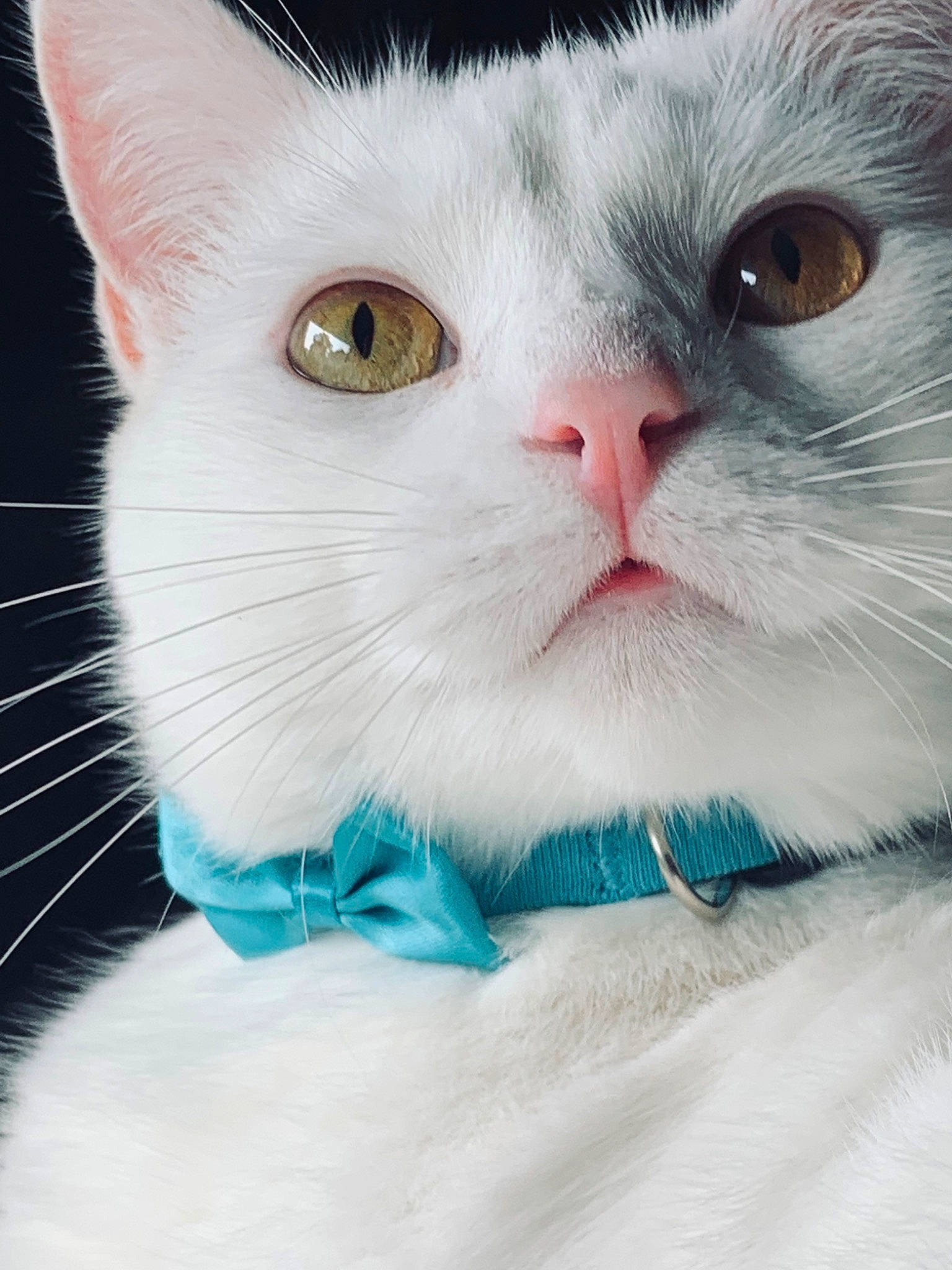 Bitty joined the competition — help win amazing prizes! carnivore, cat, comfort, domestic_short_haired_cat, electric_blue, eye, felidae, fur, mammal, paw, small_to_medium_sized_cats, snout, whiskers