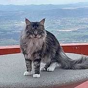Prince participe au concours pour gagner de l'argent avec cette photo : cat, fluffy, long_hair, table, outdoor, scenic, landscape, animal, pet, yellow_eyes, tail, fur, nature, mountains, field, standing, portrait, feline, whiskers, ears
