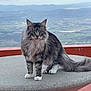 cat, fluffy, long_hair, table, outdoor, scenic, landscape, animal, pet, yellow_eyes, tail, fur, nature, mountains, field, standing, portrait, feline, whiskers, ears