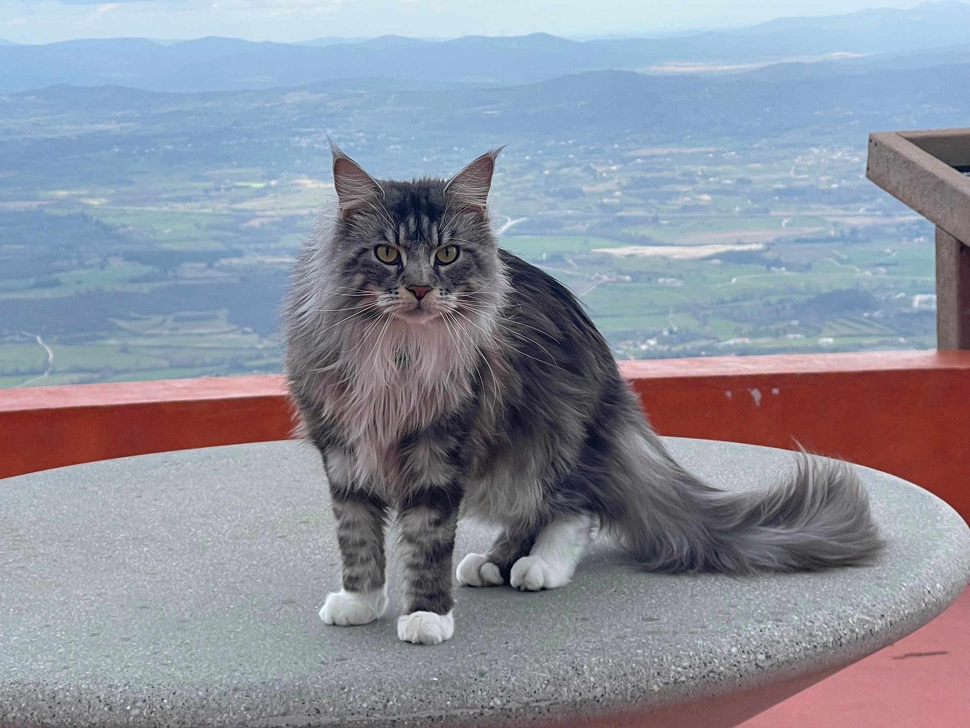 Prince participe au concours pour gagner de l'argent avec cette photo : cat, fluffy, long_hair, table, outdoor, scenic, landscape, animal, pet, yellow_eyes, tail, fur, nature, mountains, field, standing, portrait, feline, whiskers, ears