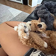 Rocky joined the competition — help win amazing prizes! dog, toy, teddy_bear, stuffed_animal, couch, blanket, leg, indoor, playful, pet, curly_fur, brown_fur, relaxing, cozy, home, living_room, animal, companion, bite, fun