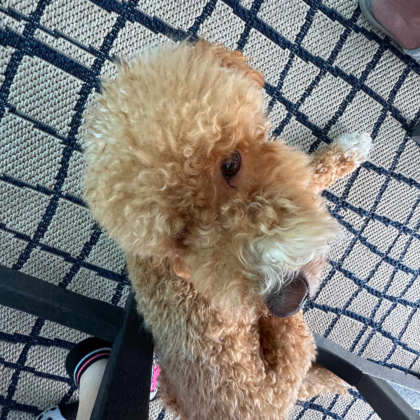 Rocky is registered to the contest to win money with this photo: animal, brown_fur, carpet, cozy, curled_up, curly_fur, dog, domestic, eye, floor, footwear, furniture, hello_kitty, indoor, laying_down, nose, pattern, paw, pet, sock