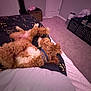 Rocky joined the competition — help win amazing prizes! dog, bed, curly_fur, relaxed, indoor, carpet, door, guitar_case, blanket, pillow, collar, furniture, room, pet, sleeping, cozy, household, resting, fur, canine
