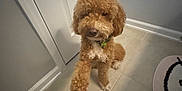 Rocky is registered to the contest to win money with this photo: dog, paw, hand, bracelet, tile_floor, door, indoor, brown_dog, curly_fur, collar, pet, animal, friendly, interaction, floor_mat, person, cute, small_dog, home, greeting
