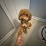 dog, paw, hand, bracelet, tile_floor, door, indoor, brown_dog, curly_fur, collar, pet, animal, friendly, interaction, floor_mat, person, cute, small_dog, home, greeting