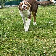 Aria participe au concours pour gagner de l'argent avec cette photo : dog, grass, outdoor, yard, flower, house, tree, pet, canine, playful, walking, smiling, nature, greenery, fur, tail, daylight, animal, mischievous, muzzle