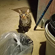 Tiger is registered to the contest to win money with this photo: cat, tabby, animal, pet, floor, plastic_bag, bucket, indoor, concrete, curious, looking, whiskers, ears, feline, shadow, object, container, domestic, mammal, eyes