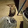cat, tabby, animal, pet, floor, plastic_bag, bucket, indoor, concrete, curious, looking, whiskers, ears, feline, shadow, object, container, domestic, mammal, eyes