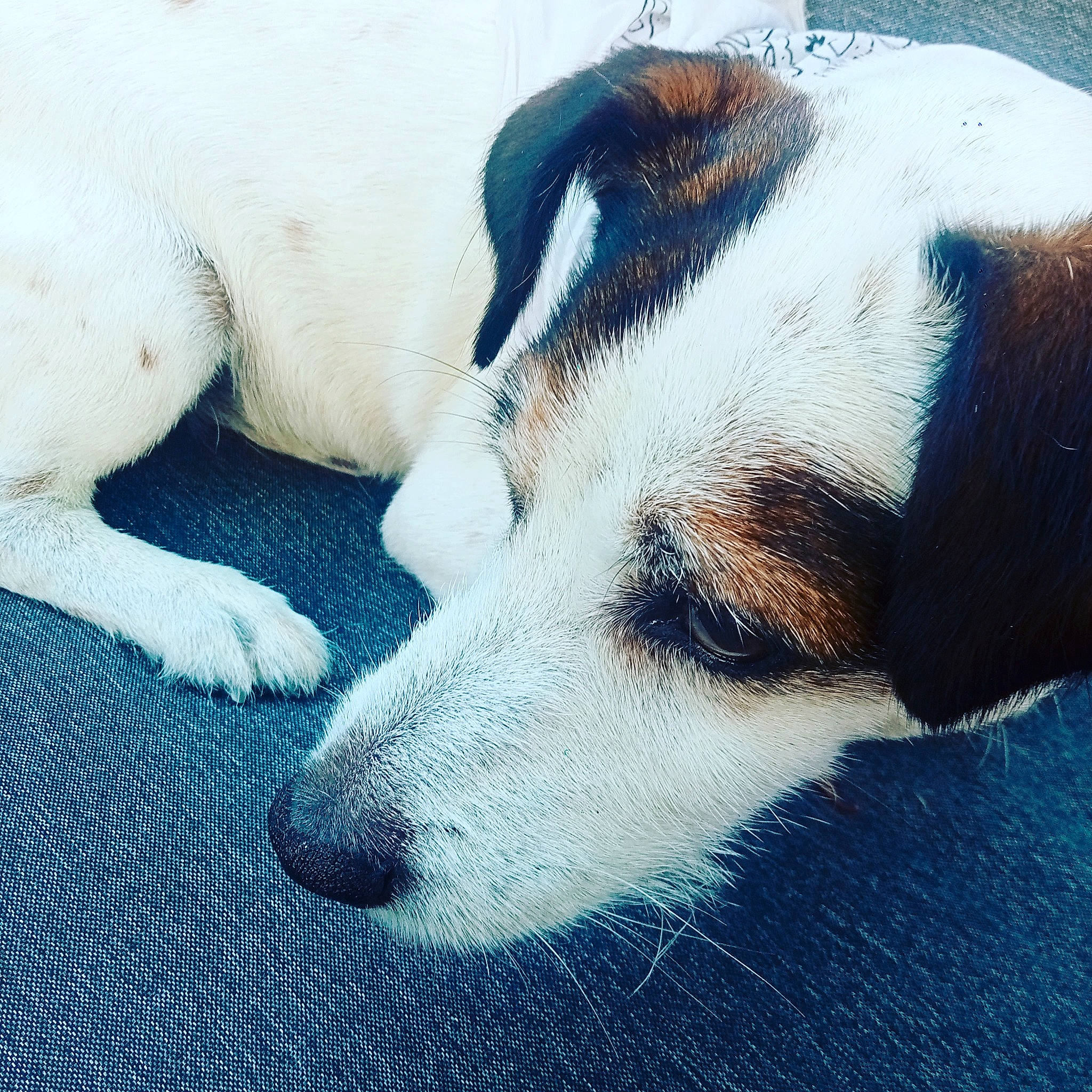 Baboune a rejoint le concours — aidez-le/la à gagner de superbes lots ! canidae, carnivore, comfort, companion_dog, dog, dog_breed, fur, nap, non_sporting_group, paw, sleep, snout, sporting_group, terrestrial_animal, whiskers, working_animal, working_dog