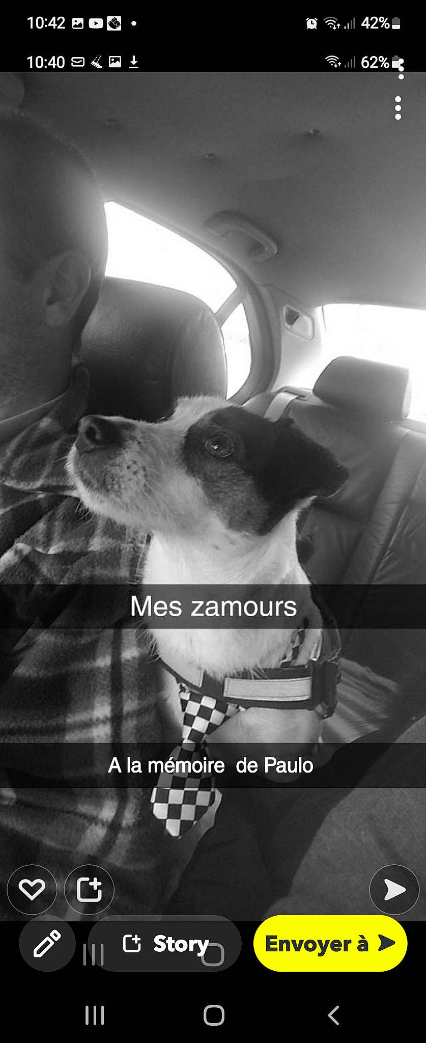 Baboune a rejoint le concours — aidez-le/la à gagner de superbes lots ! black, black_and_white, canidae, carnivore, companion_dog, darkness, dog, dog_breed, ear, font, fur, gesture, happy, jaw, monochrome, monochrome_photography, photo_caption, style, whiskers, working_animal