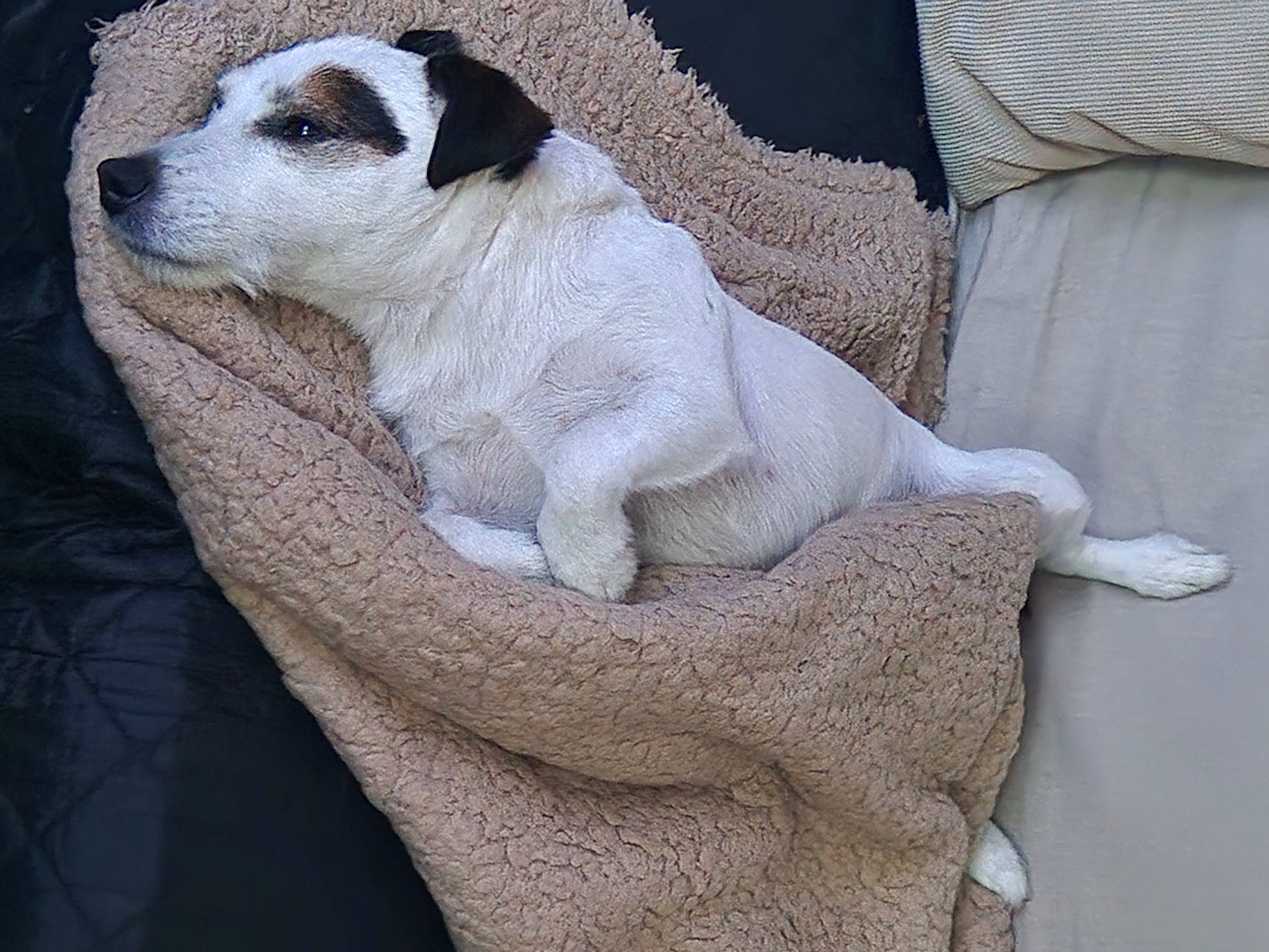 Baboune participe au concours pour gagner de l'argent avec cette photo : carnivore, comfort, companion_dog, couch, dog, dog_breed, fur, grey, linens, non_sporting_group, paw, small_terrier, snout, sporting_group, tail, terrier, toy_dog, whiskers, working_animal