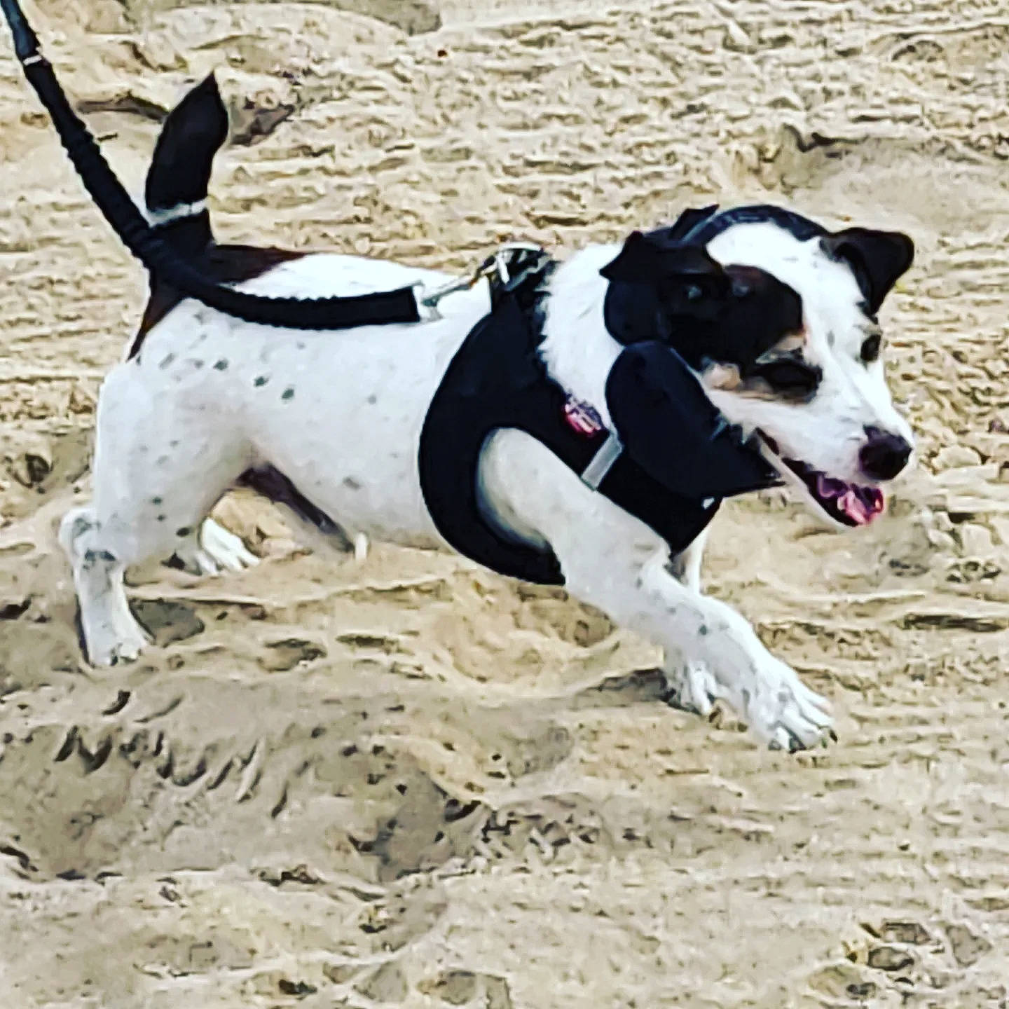 Baboune participe au concours pour gagner de l'argent avec cette photo : ancient_dog_breeds, canidae, carnivore, collar, companion_dog, dog, dog_breed, dog_clothes, dog_collar, dog_supply, hunting_dog, non_sporting_group, pet_supply, recreation, snout, sporting_group, terrestrial_animal, toy, working_animal, working_dog