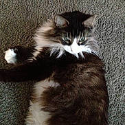 Coley joined the competition — help win amazing prizes!