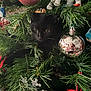 black_cat, christmas_tree, ornaments, pink_bauble, silver_bauble, white_elephant_ornament, greenery, pine_needles, holiday_decor, festive, glitter, reflection, indoor, pet, animal, curious, cute, nature, celebration, seasonal