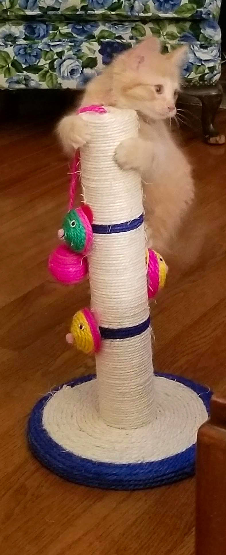 Cubbee is registered to the contest to win money with this photo: dog_toy, fur, textile, thread, toy, twine, wool