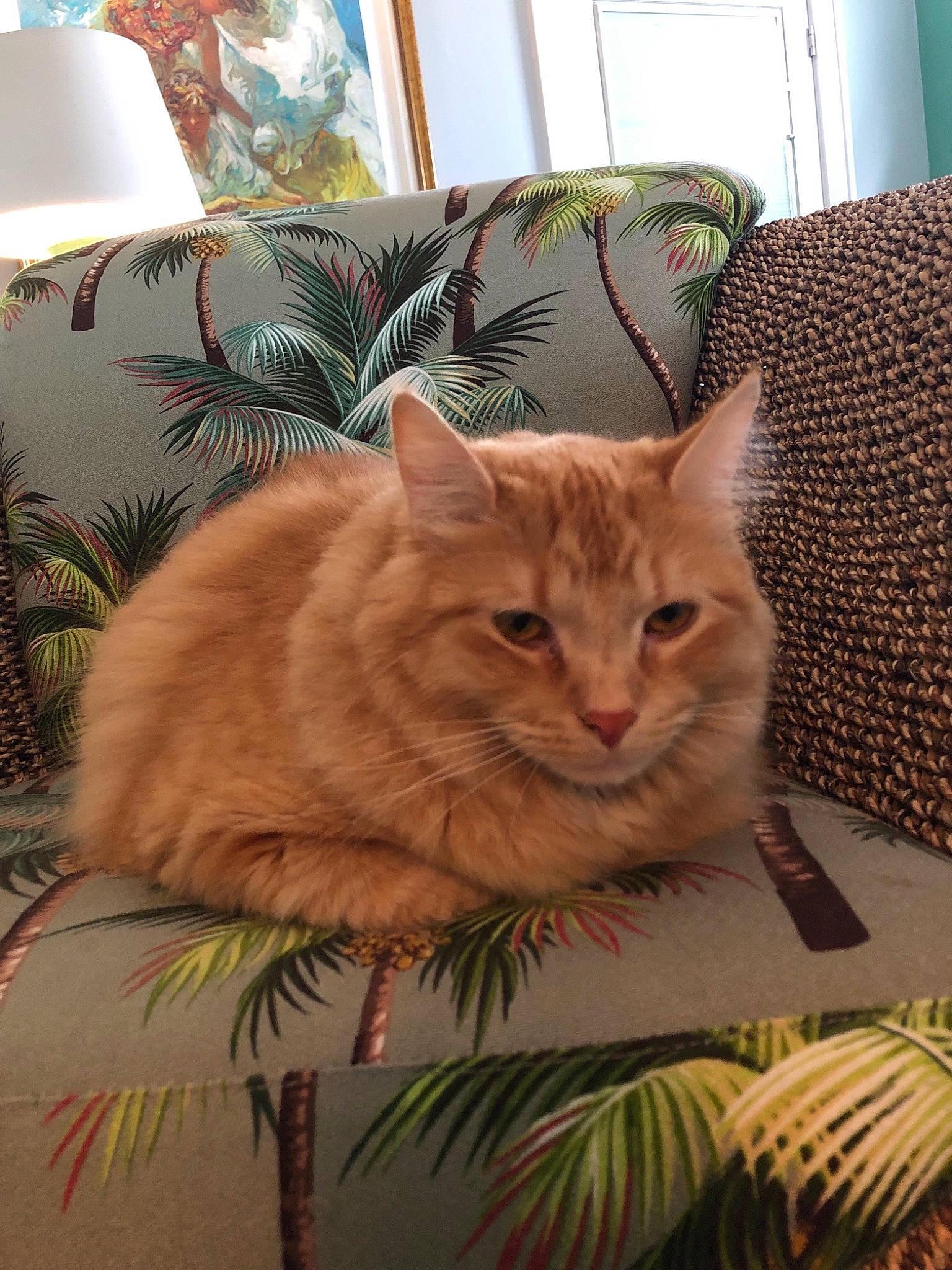 Cubbee is registered to the contest to win money with this photo: asian, carnivore, cat, cymric, domestic_short_haired_cat, european_shorthair, fawn, felidae, fur, kitten, mammal, person, quilt, room, small_to_medium_sized_cats, tabby_cat, whiskers