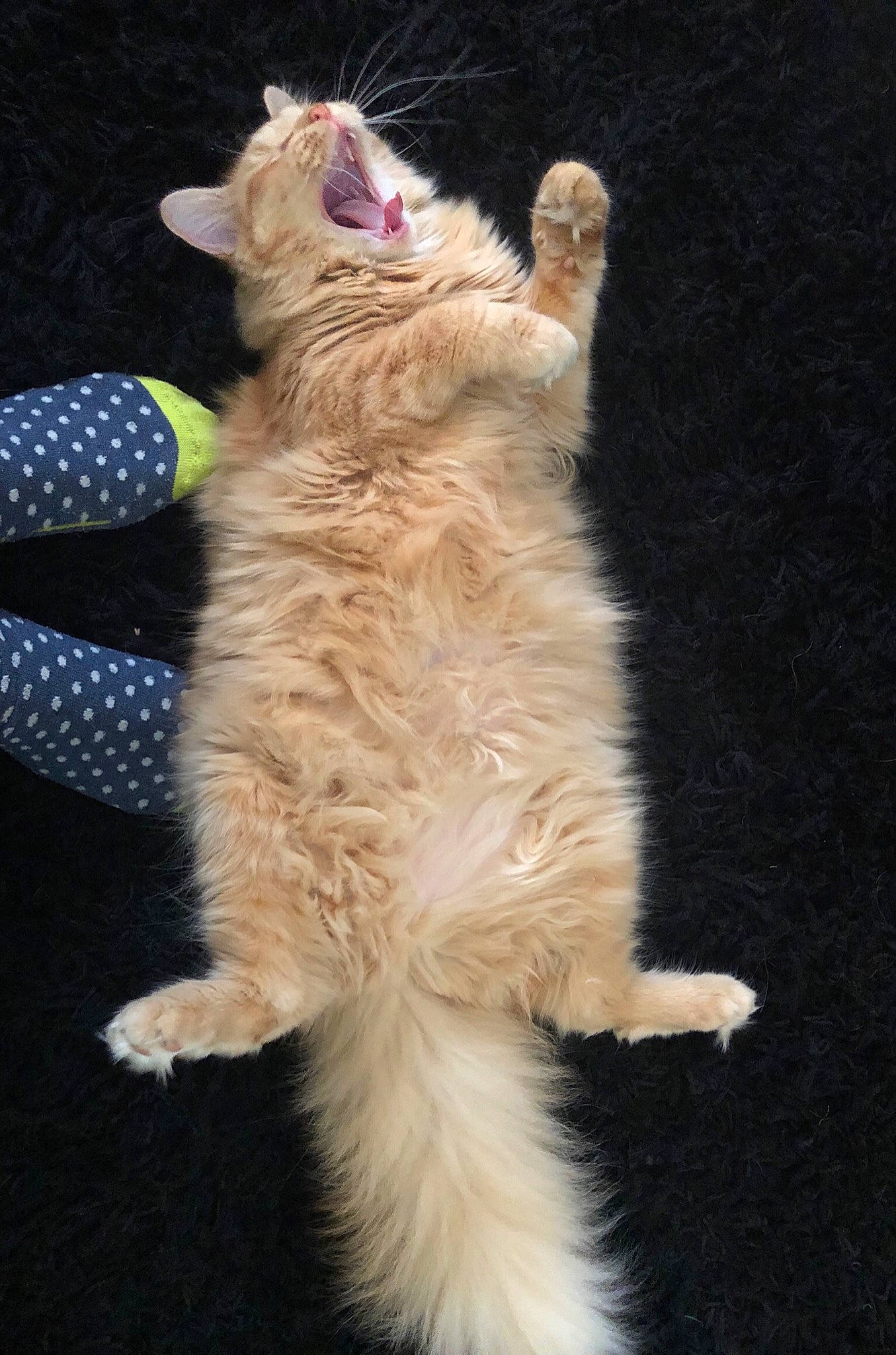 Cubbee is registered to the contest to win money with this photo: american_curl, carnivore, cat, claw, domestic_long_haired_cat, fawn, felidae, fur, german_rex, kitten, laperm, mammal, norwegian_forest_cat, paw, polydactyl_cat, selkirk_rex, small_to_medium_sized_cats, tail, turkish_angora, whiskers