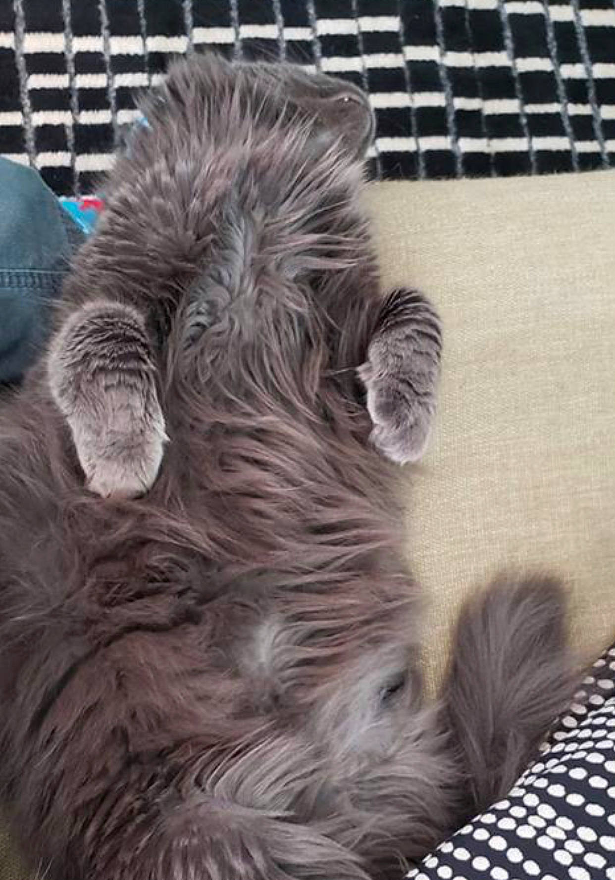 Dash is registered to the contest to win money with this photo: cat, ear, felidae, fur, whiskers