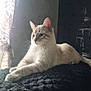 Aslan a rejoint le concours — aidez-le/la à gagner de superbes lots ! animal, cat, cozy, curtain, domestic, ears, feline, indoor, light, mammal, peaceful, pet, quiet, relaxing, resting, soft_light, texture, wall, whiskers, window