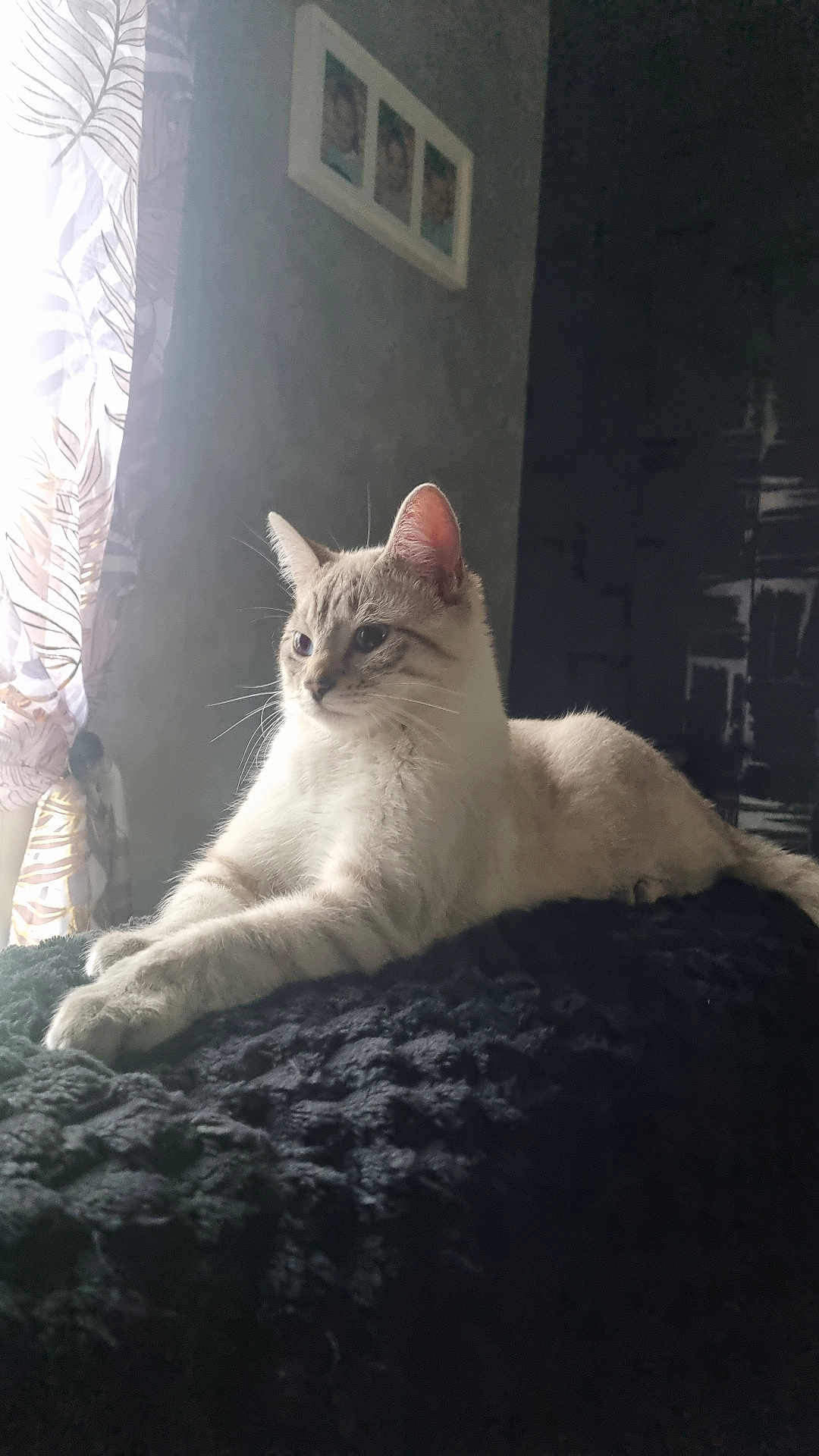 Aslan