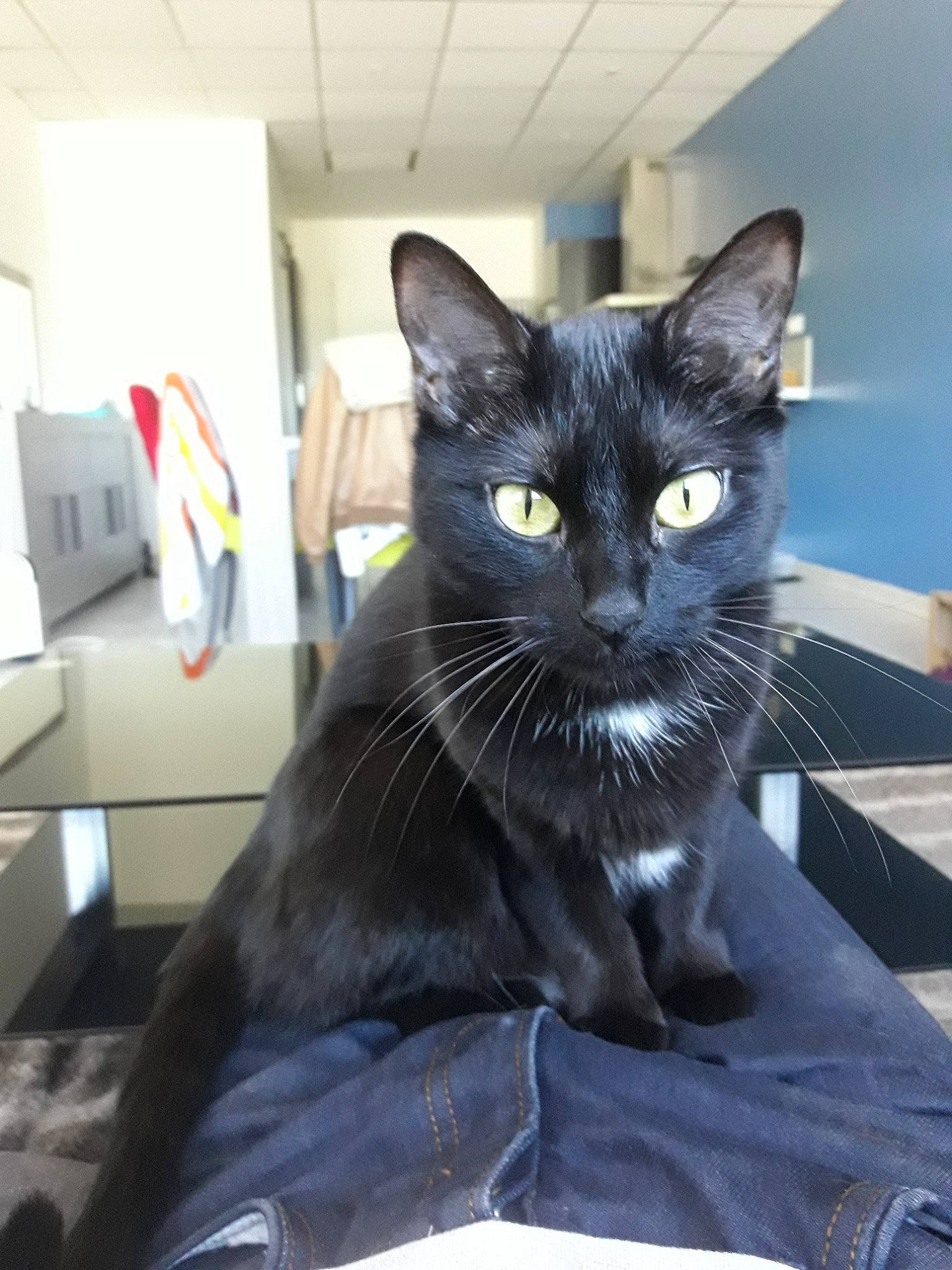 Isis participe au concours pour gagner de l'argent avec cette photo : black_cat, carnivore, cat, comfort, domestic_short_haired_cat, felidae, fur, grey, small_to_medium_sized_cats, snout, tail, whiskers