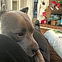 Linus joined the competition — help win amazing prizes! dog, pet, close_up, indoor, living_room, fireplace, stockings, holiday_decor, brick, floor, blanket, person, clothing, relaxation, resting, furniture, home, cozy, canine, comfort