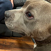 Linus is registered to the contest to win money with this photo: dog, close_up, side_profile, gray_fur, pet, indoor, wooden_floor, person, couch, sitting, blurred_background, calm, focused, canine, animal, domestic, portrait, furniture, household, companion