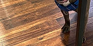 Linus joined the competition — help win amazing prizes! dog, brown_dog, toy, blue_harness, wooden_floor, indoor, flooring, pet, canine, playful, animal, domestic_animal, standing, mouth, table_leg, furniture, brown, closeup, alert, companion