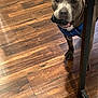 dog, brown_dog, toy, blue_harness, wooden_floor, indoor, flooring, pet, canine, playful, animal, domestic_animal, standing, mouth, table_leg, furniture, brown, closeup, alert, companion