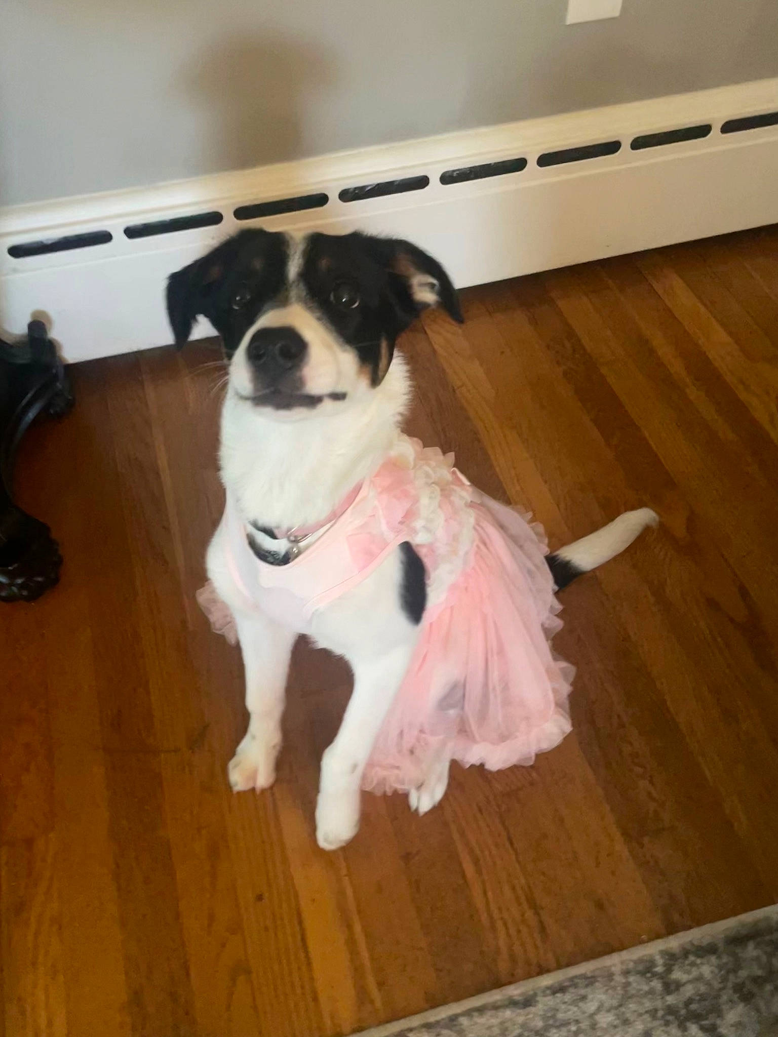 Daisy joined the competition — help win amazing prizes! carnivore, collar, companion_dog, dog, dog_breed, dog_collar, dog_supply, door, fawn, floor, flooring, fur, hardwood, laminate_flooring, pet_supply, tail, varnish, wood, wood_flooring, wood_stain