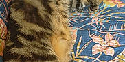 Woody a rejoint le concours — aidez-le/la à gagner de superbes lots ! animal, blanket, cat, colorful, comfort, cozy, cute, feline, fur, household, indoor, napping, pattern, paw, pet, relaxation, resting, sleeping, striped, tabby