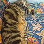 animal, blanket, cat, colorful, comfort, cozy, cute, feline, fur, household, indoor, napping, pattern, paw, pet, relaxation, resting, sleeping, striped, tabby