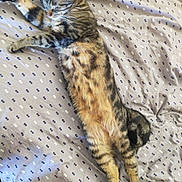 Woody participe au concours pour gagner de l'argent avec cette photo : animal, bed, blanket, cat, cozy, cute, domestic, feline, fur, indoor, nap, pattern, paw, pet, relaxation, resting, sleeping, striped, tabby, whiskers