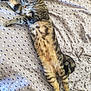 animal, bed, blanket, cat, cozy, cute, domestic, feline, fur, indoor, nap, pattern, paw, pet, relaxation, resting, sleeping, striped, tabby, whiskers