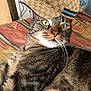 Woody participe au concours pour gagner de l'argent avec cette photo : animal, cap, cat, closeup, cozy, cute, fabric, feline, fur, green_eyes, gucci, hat, indoor, pet, portrait, quilt, resting, striped, tabby, whiskers