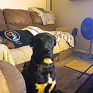 King is registered to the contest to win money with this photo: black_dog, blanket, bone_tag, brown_sofa, calm, carpet, chain_collar, cozy, decor, dog, fan, figurines, furniture, indoor, lamp, living_room, pet, seated, shelf, sofa