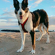 Jean-Jacques Roth a rejoint le concours — aidez-le/la à gagner de superbes lots ! animal, beach, canine, clouds, daytime, dog, ears, friendly, happy, harness, muzzle, nature, outdoor, pet, playful, portrait, sand, sky, summer, walking